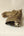Brass Camel Head