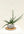 Sansevieria cylindrica variegated + Stone Bowl