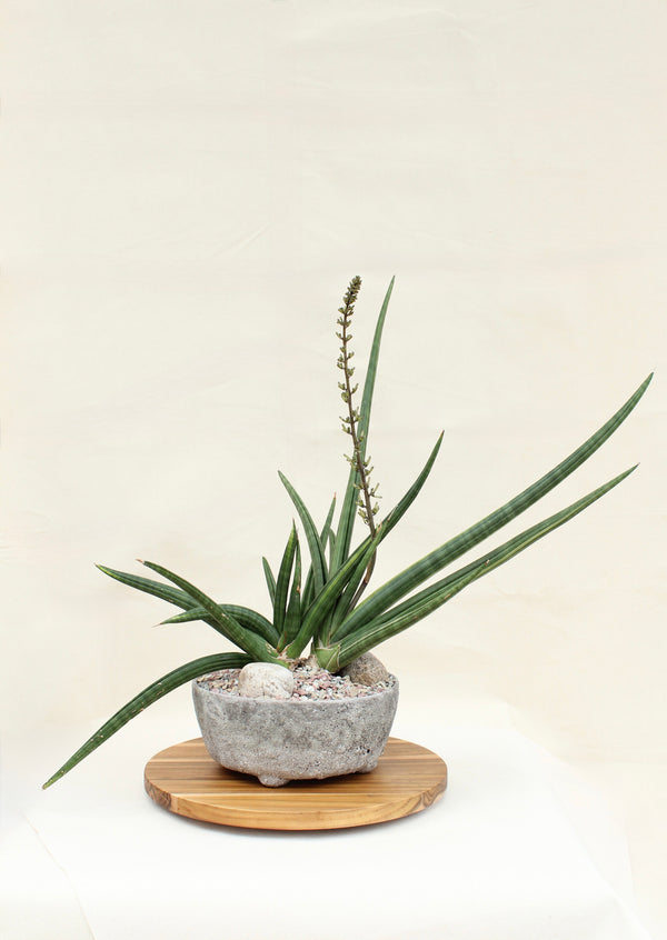 Sansevieria cylindrica variegated + Stone Bowl