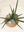 Sansevieria cylindrica variegated + Stone Bowl