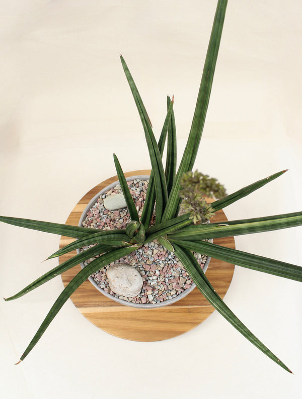 Sansevieria cylindrica variegated + Stone Bowl