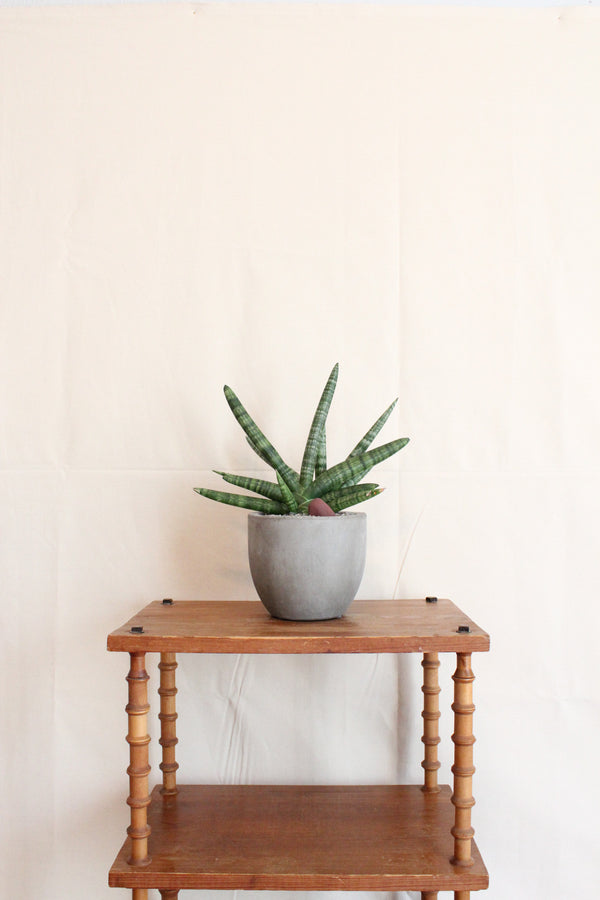 Sansevieria cylindrica 'Boncel' + Concrete Pot