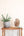 Sansevieria cylindrica 'Boncel' + Concrete Pot