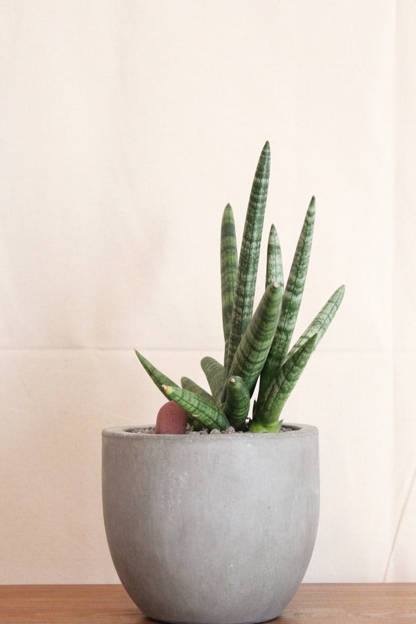 Sansevieria cylindrica 'Boncel' + Concrete Pot