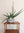 Sansevieria cylindrica variegated + Stone Bowl