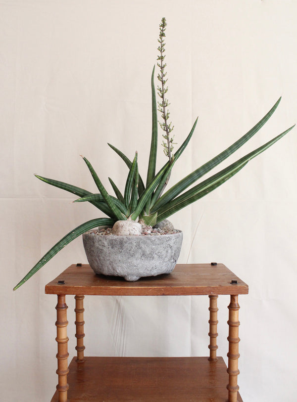 Sansevieria cylindrica variegated + Stone Bowl