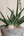 Sansevieria cylindrica variegated + Stone Bowl