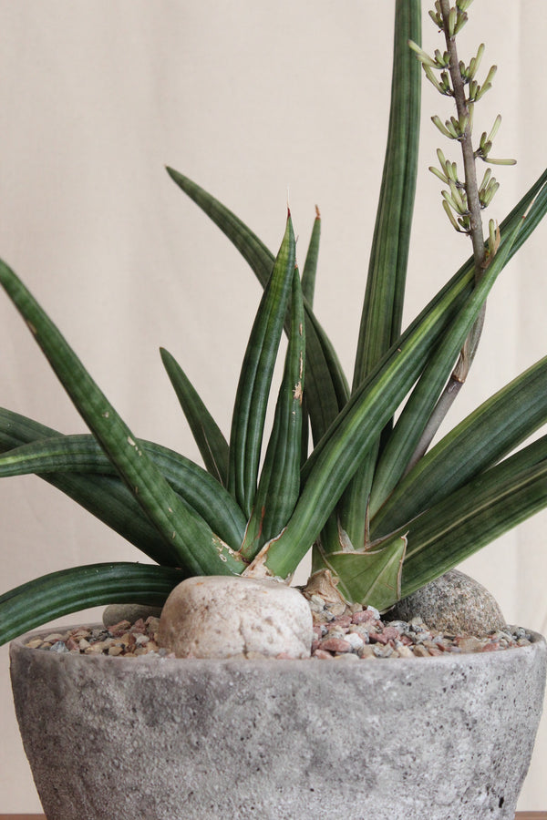 Sansevieria cylindrica variegated + Stone Bowl