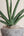 Sansevieria cylindrica variegated + Stone Bowl
