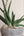 Sansevieria cylindrica variegated + Stone Bowl