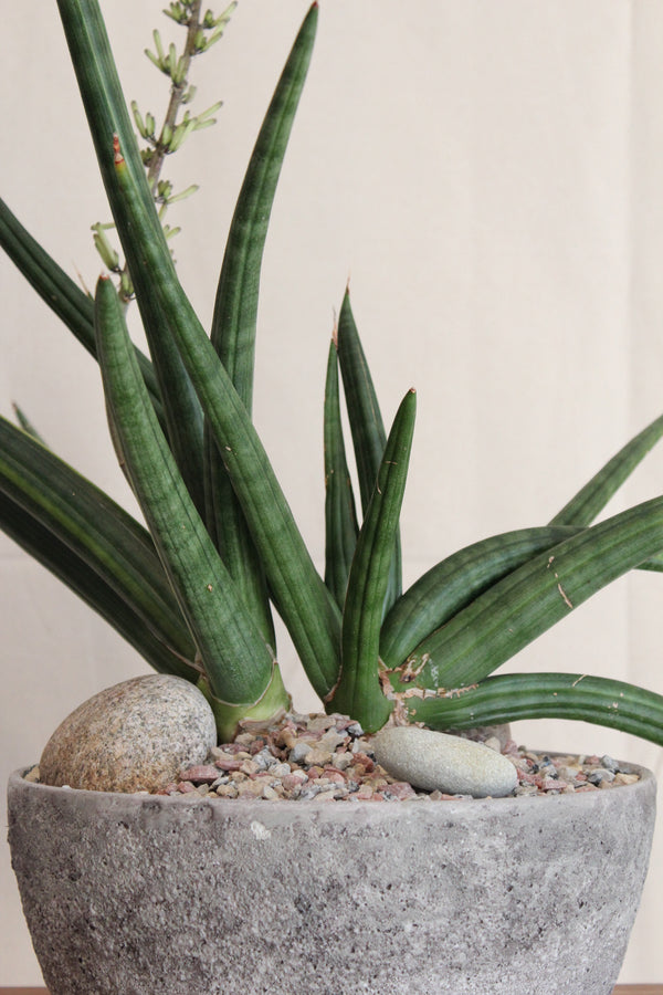 Sansevieria cylindrica variegated + Stone Bowl
