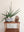 Sansevieria cylindrica variegated + Stone Bowl