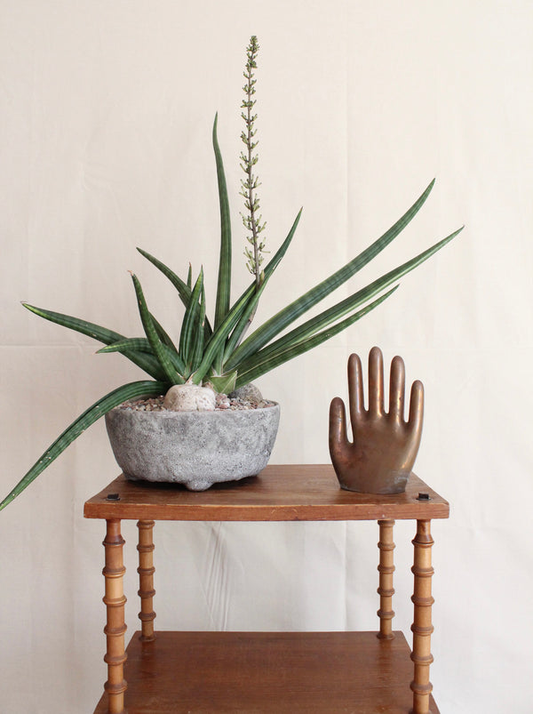 Sansevieria cylindrica variegated + Stone Bowl