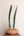 Sansevieria bhitalae 'Superclone' + Terra Cotta