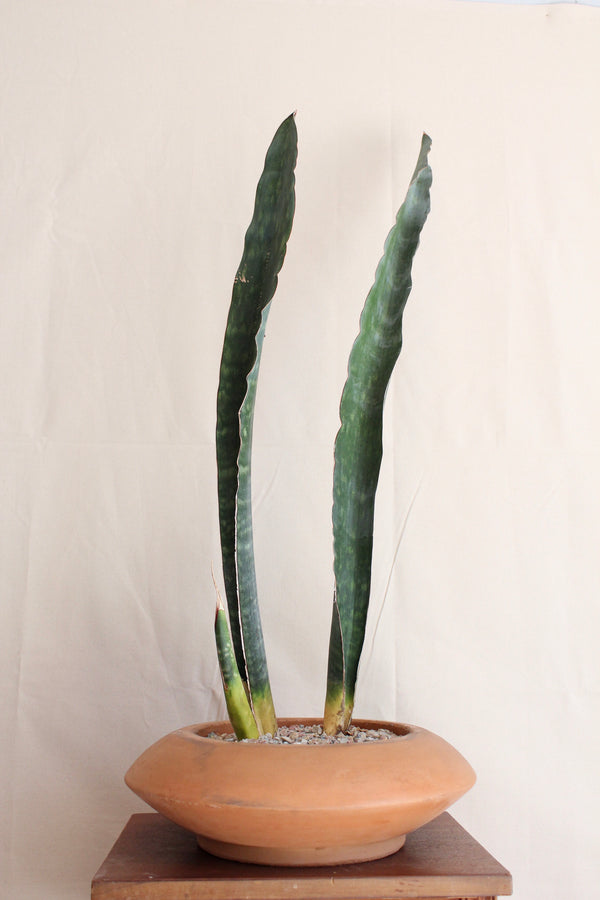 Sansevieria bhitalae 'Superclone' + Terra Cotta