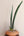 Sansevieria bhitalae 'Superclone' + Terra Cotta
