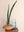 Sansevieria bhitalae 'Superclone' + Terra Cotta