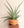 Sansevieria pfisterii (large) + Terra Cotta