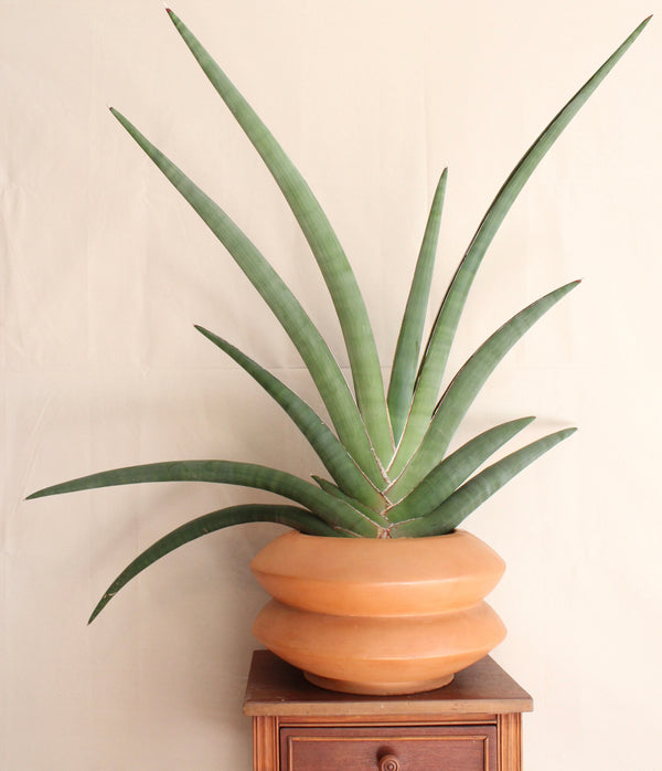 Sansevieria pfisterii (large) + Terra Cotta