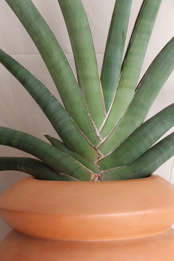 Sansevieria pfisterii (large) + Terra Cotta