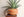 Sansevieria pfisterii (large) + Terra Cotta