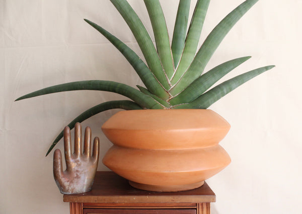 Sansevieria pfisterii (large) + Terra Cotta