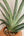 Sansevieria pfisterii (large) + Terra Cotta