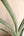 Sansevieria pfisterii (large) + Terra Cotta