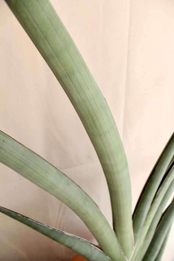 Sansevieria pfisterii (large) + Terra Cotta
