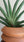 Sansevieria pfisterii (large) + Terra Cotta