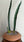 Sansevieria bhitalae 'Superclone' + Terra Cotta