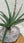 Sansevieria cylindrica variegated + Stone Bowl