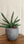 Sansevieria cylindrica 'Boncel' + Concrete Pot